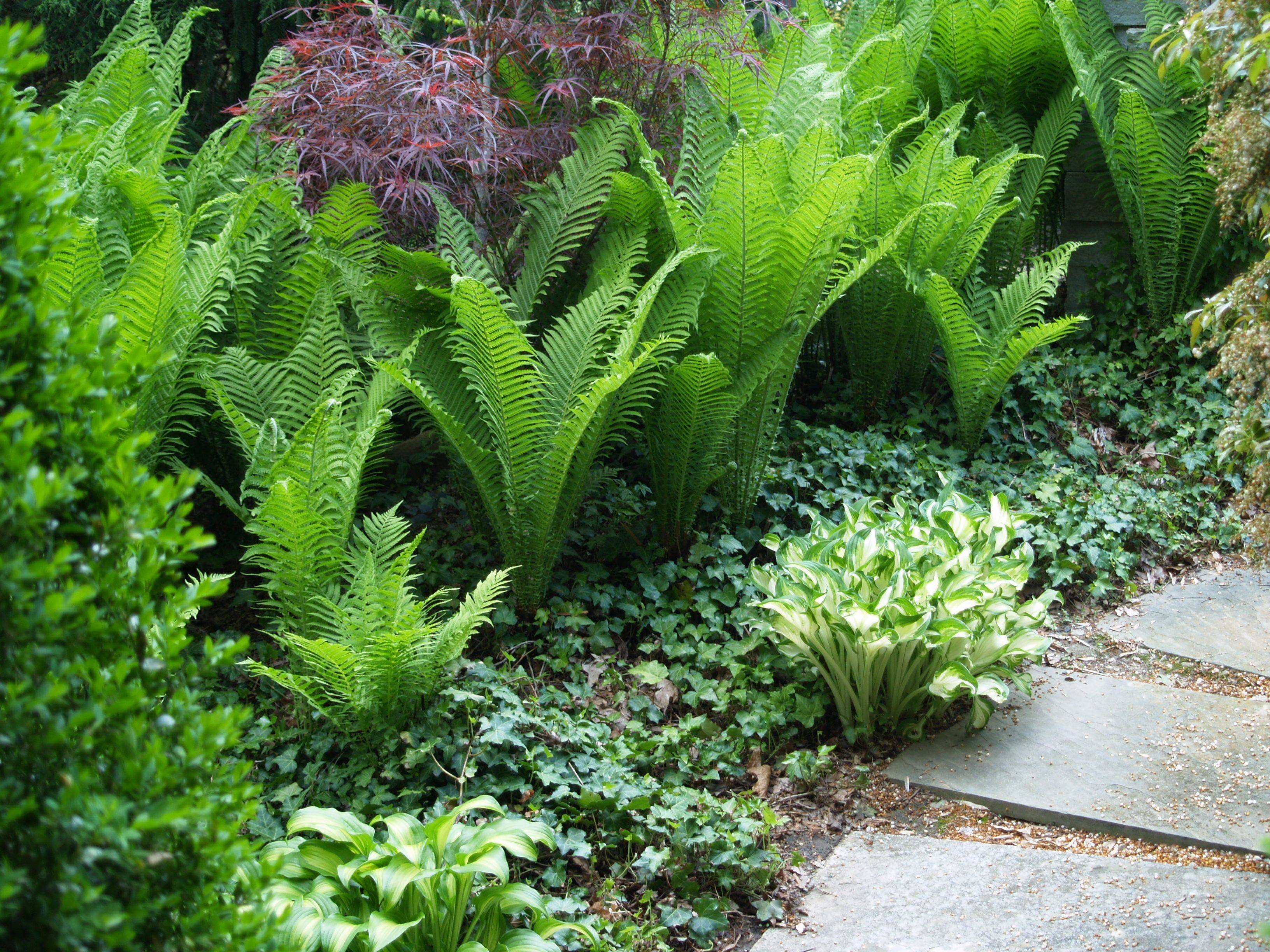 теневыносливые растения для сада многолетние фото