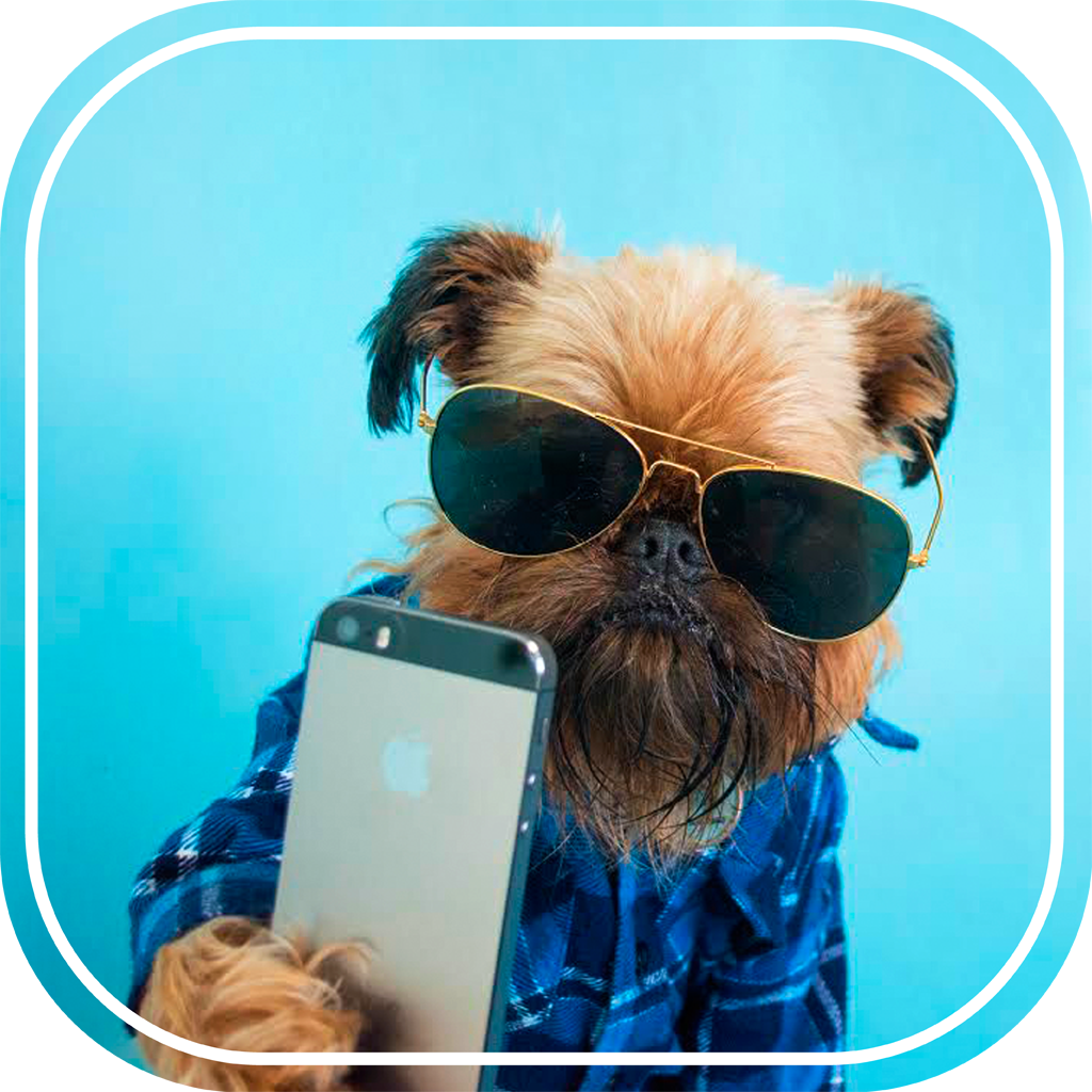 Фото на аватарку в вайбере. Собака в очках. Собачка с айфоном. Крутая собака. Собачка с телефоном.