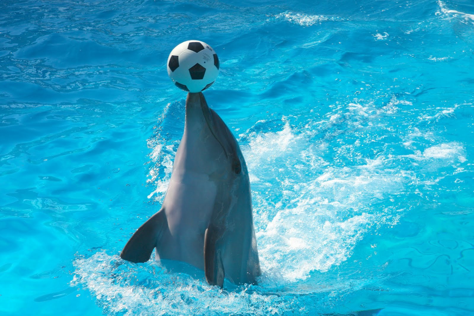 Дельфины с удовольствием разучивают и выполняют разные. Дельфин. Дельфины с мячом. Дельфины картинки. Дельфин в воде.