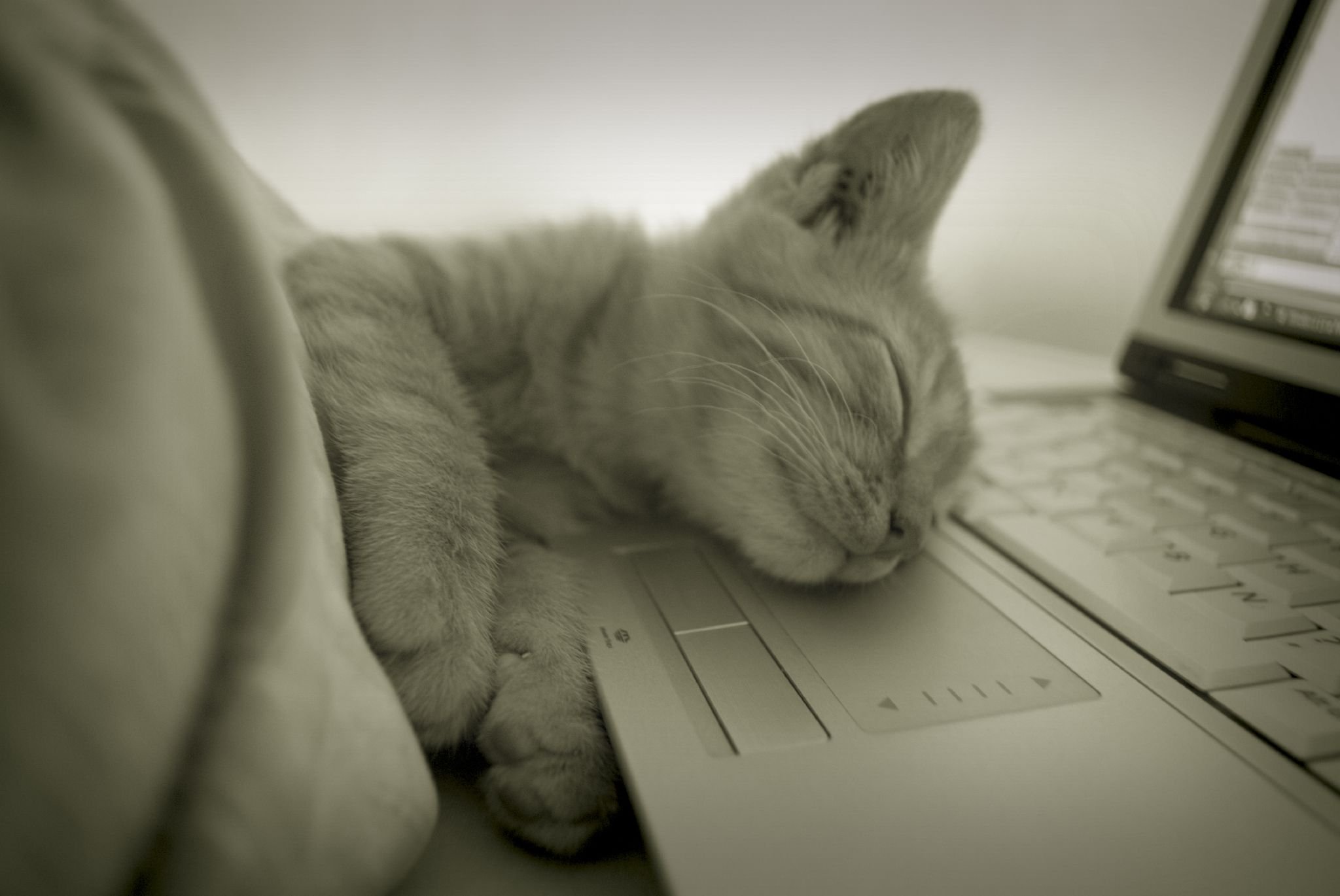 Включи котики устали громкость. Кот с ноутбуком. Кот за компьютером. Котик за компьютером. Уставший котик за компьютером.