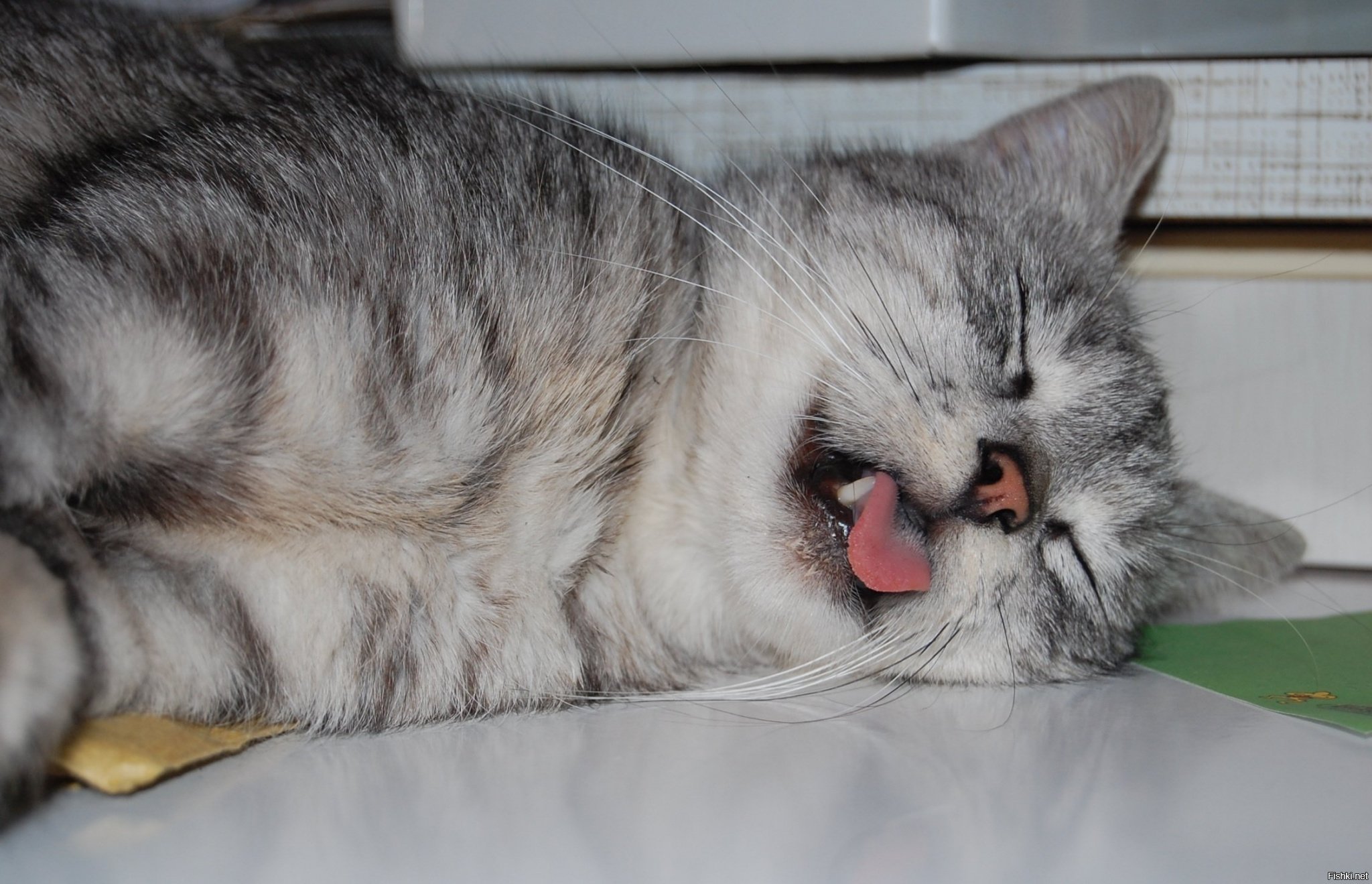 Лицо кисы. Кот устал. Уставший котик. Спящий кот. Сонный кот.