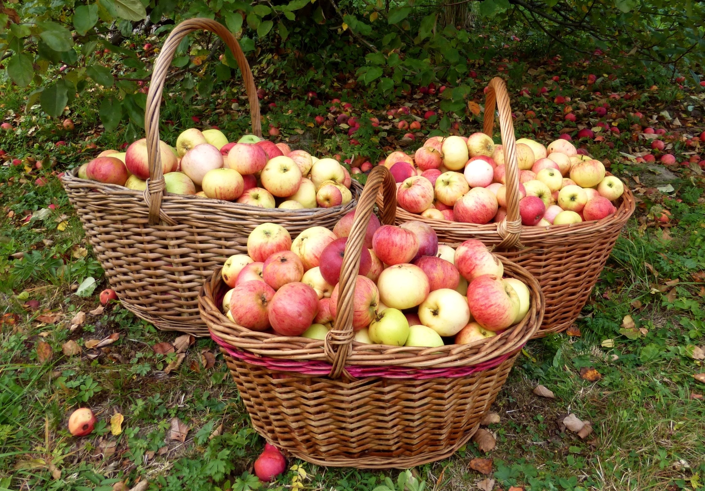 яблоки домашние фото