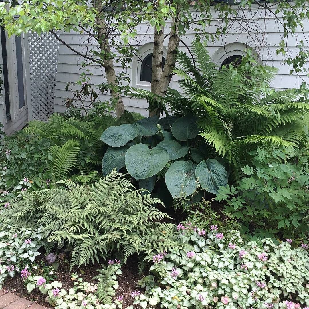 Растения для тенистых мест в саду многолетники фото