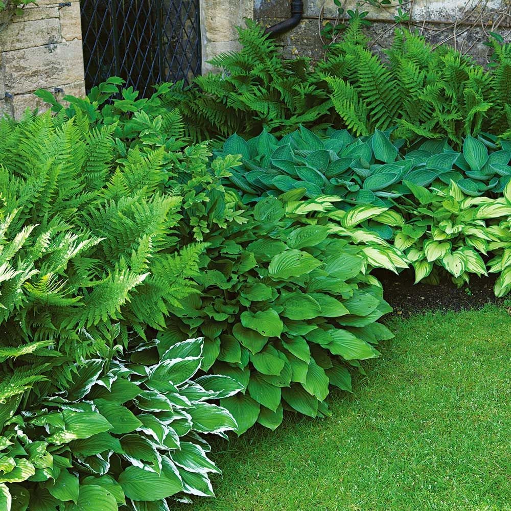 теневыносливые растения для сада многолетние фото
