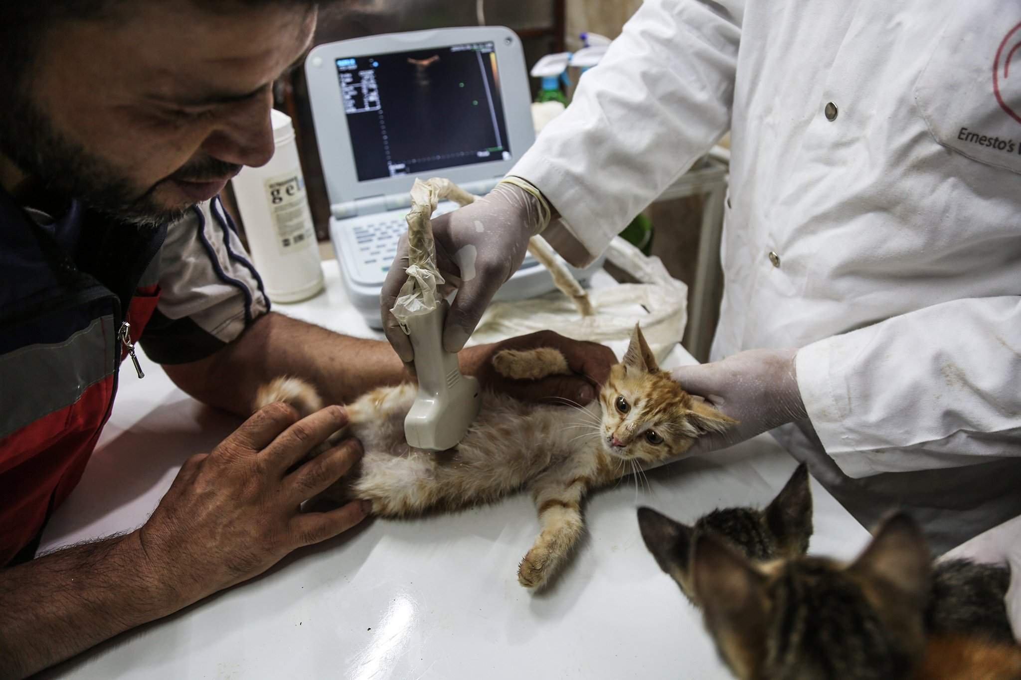 Кошечки спасают. Ветеринар осматривает кошку. Ветеринары спасают животных. Ветеринар в приюте для животных. Спасают бездомных котят.
