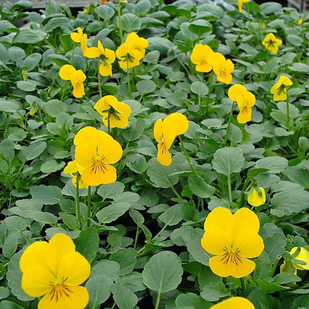 Желтые цветочки многолетники