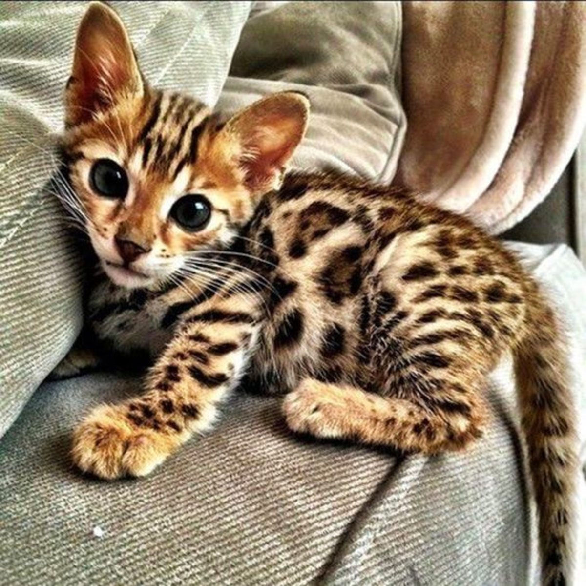 Как выглядят кошки породы. Бенгальская кошка. Кошки бенгальской породы. Леопард и Бенгальская кошка. Бенгал котенок.