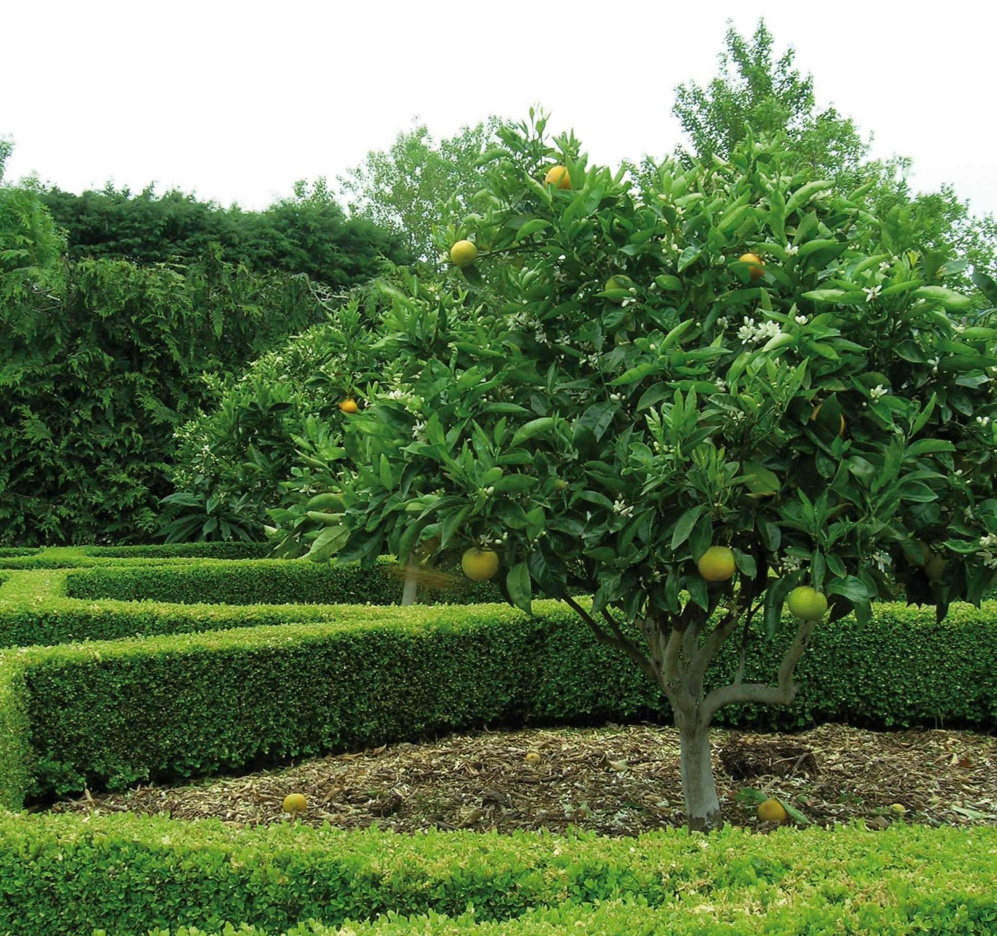 Садово фруктовый. Citrus aurantifolia дерево. Лайм плантации. Лайм куст. Бергамот плантация.