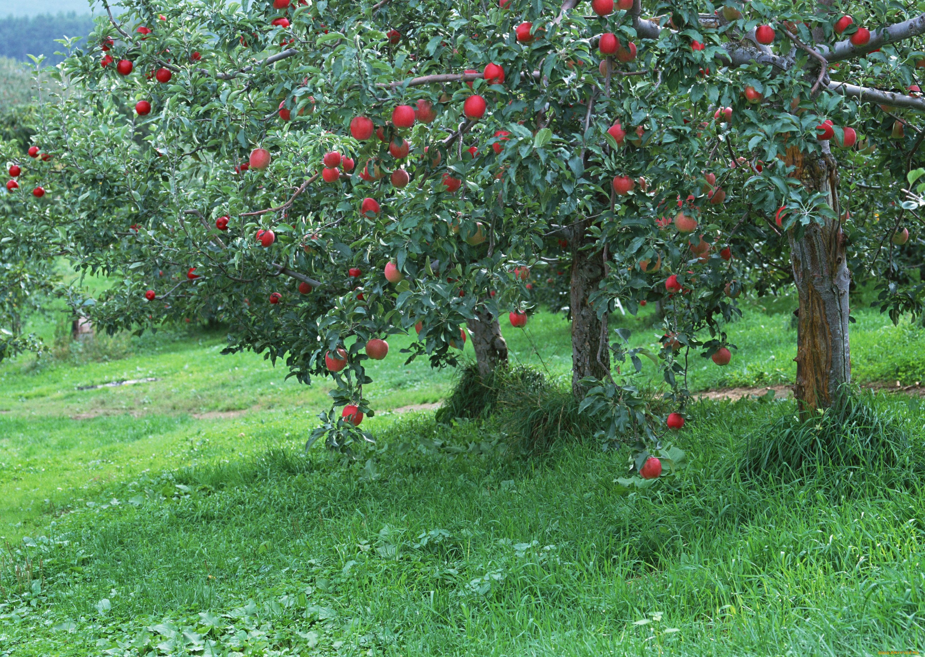 Плодовые насаждения. Яблоня суперинтенсивное полукарлик. Яблоневый сад Адыгея. Яблоня Медуница полукарлик. Черкесский Яблоневый сад Адыгеи.