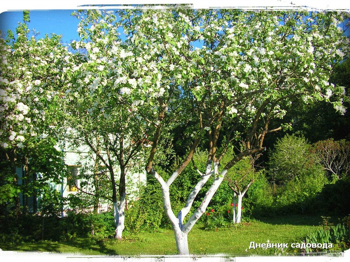 Побелка сада весной. Пальметта яблоня. Яблоневый сад побелка. Плодовый сад побелка. Весенняя побелка плодовых деревьев.