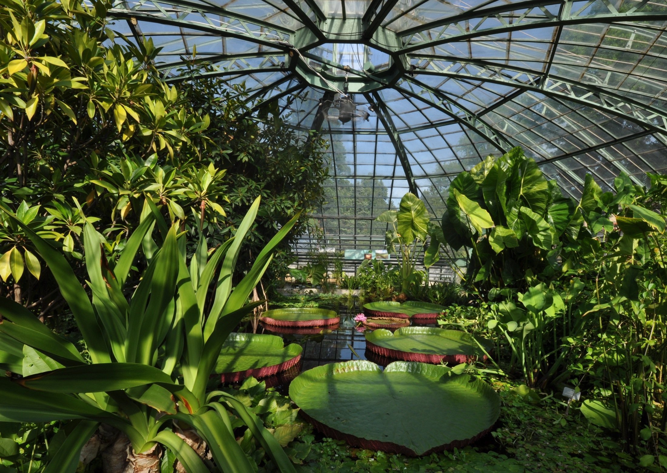 вена ботанический сад