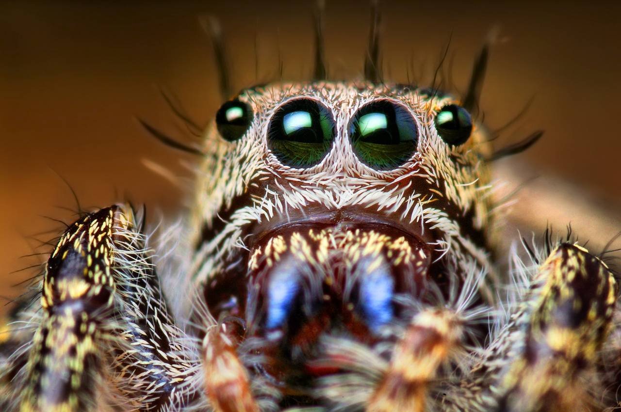 Страшный мир насекомых. Паук скакунчик глаза. Глаза паука скакуна.