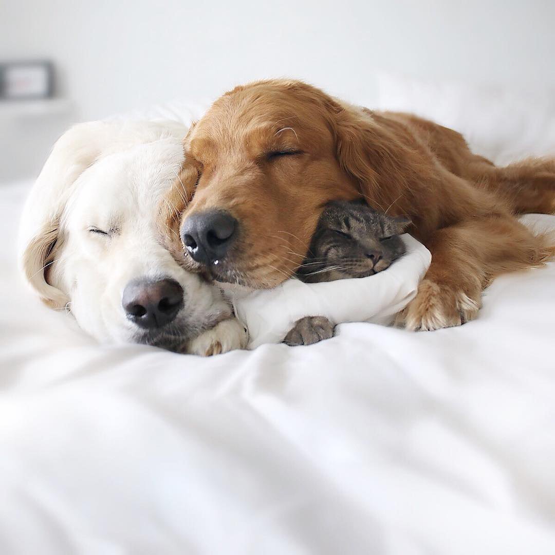 Собаки вместе спят