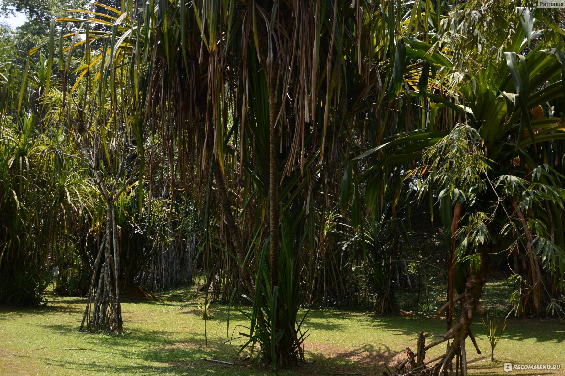 Королевский сад Шри Ланка бамбуковая роща