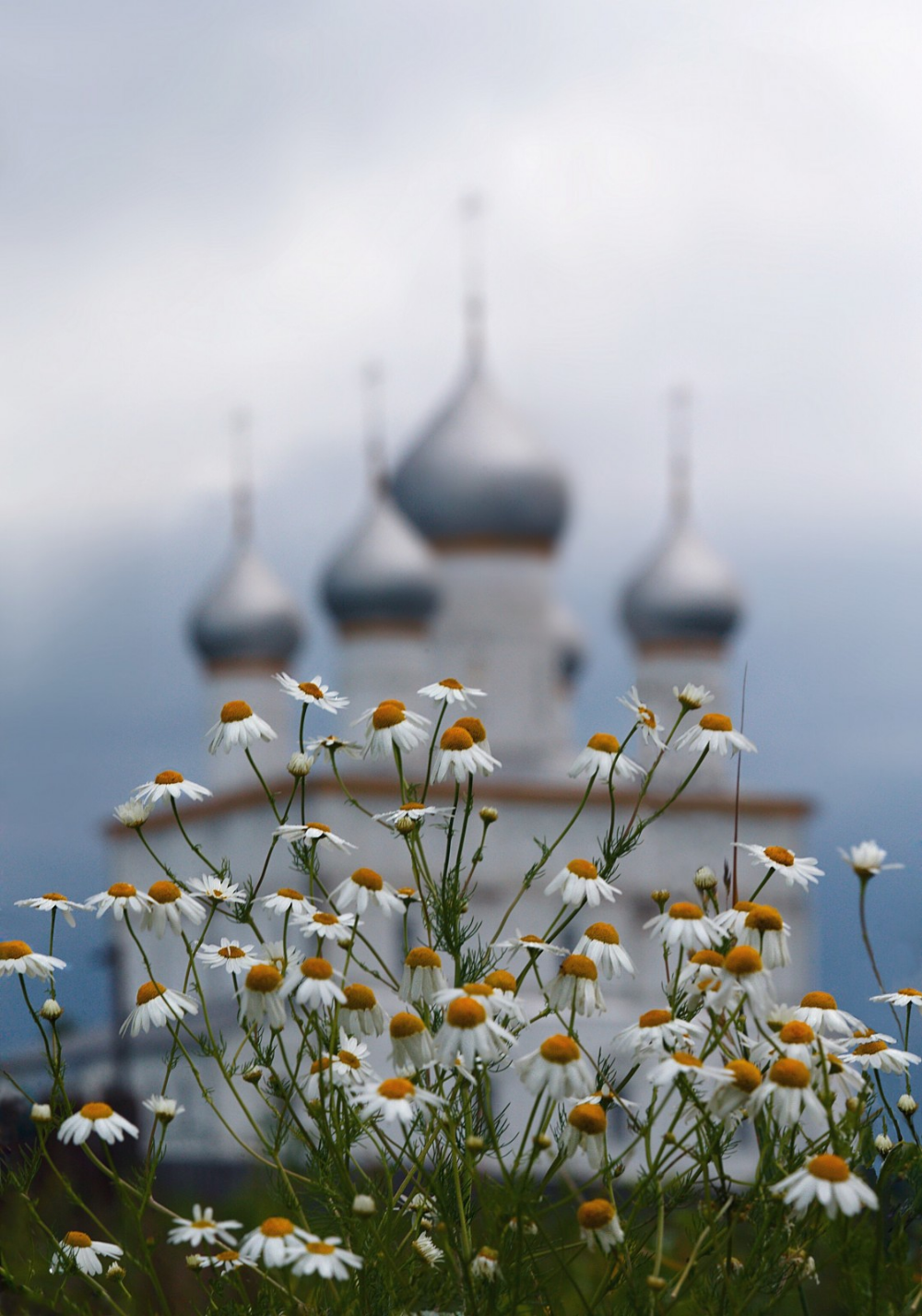 Доброе утро картинки православные весенние. Церковь ромашки. Ромашковое лето с храмом. Церковь цветы. Полевые цветы и храм.