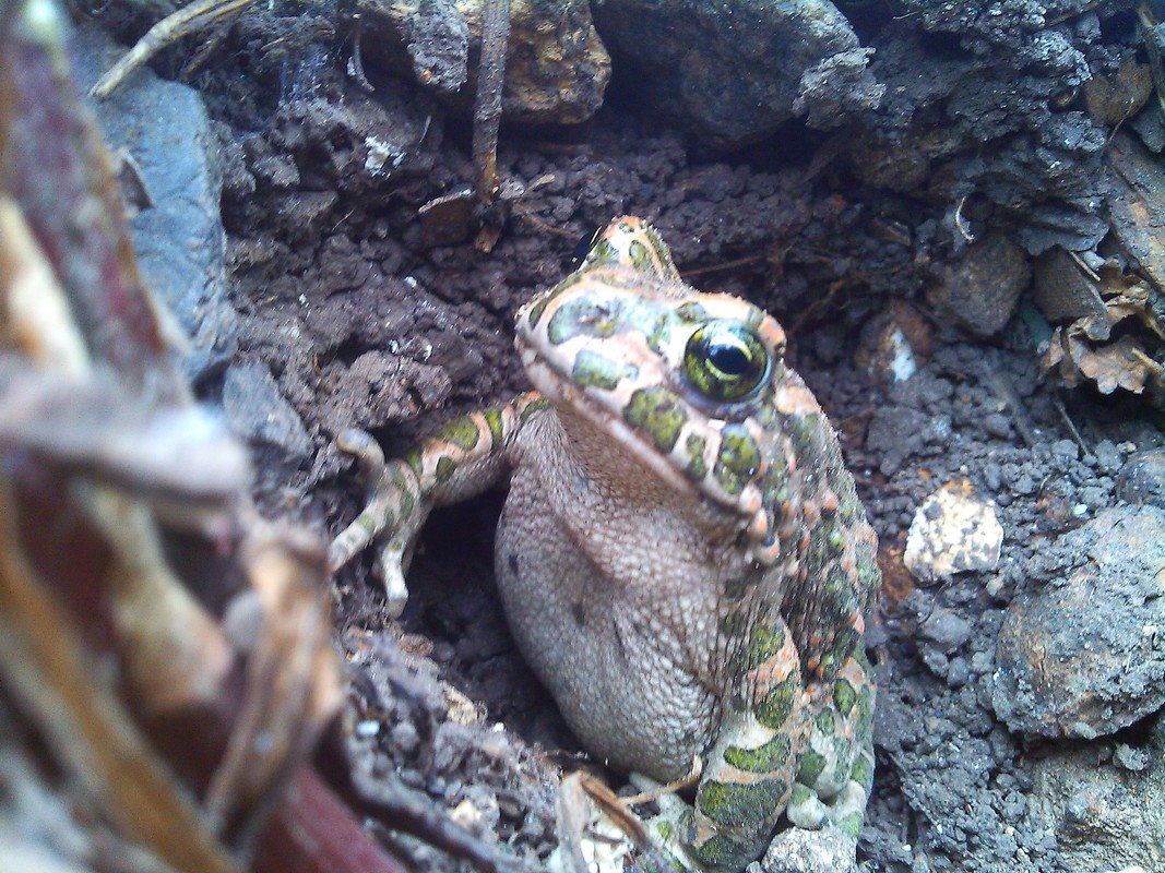Земляная жаба на огороде (64 фото)