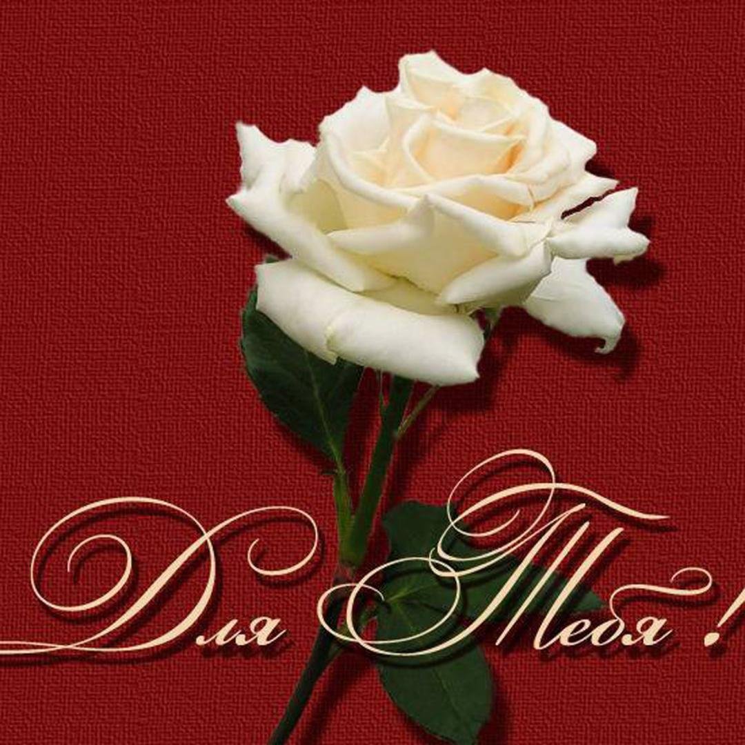 Бел розы для моей черной сестры. Розы с надписью. Розы для тебя. Красивые розы с надписью. Розы для любимой.