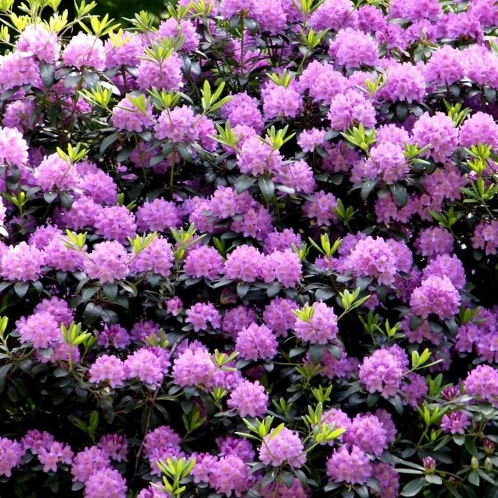 Кустарники цветущие для сада многолетние фото с названиями
