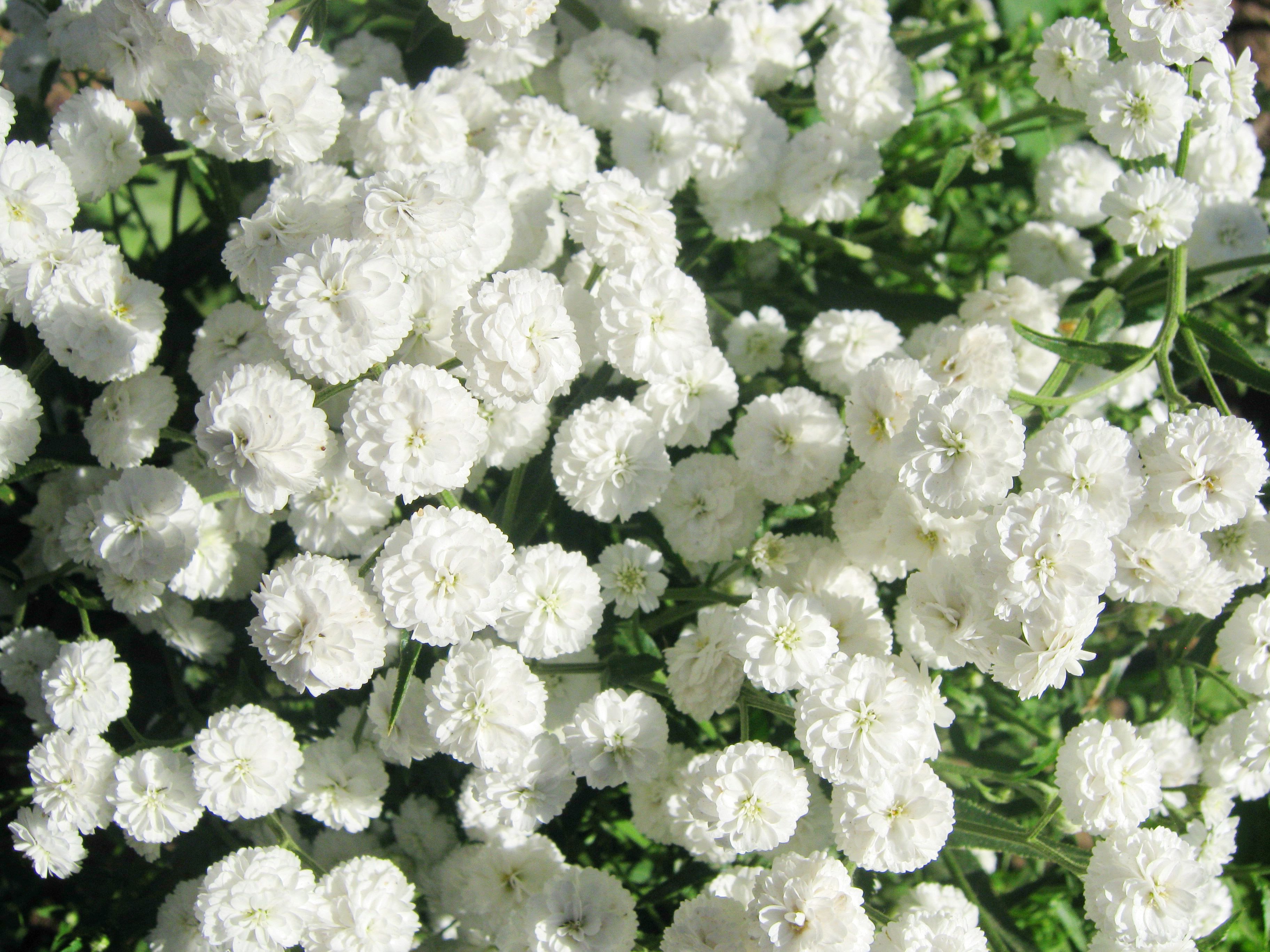 Многолетнее растение с белыми цветами названия фото