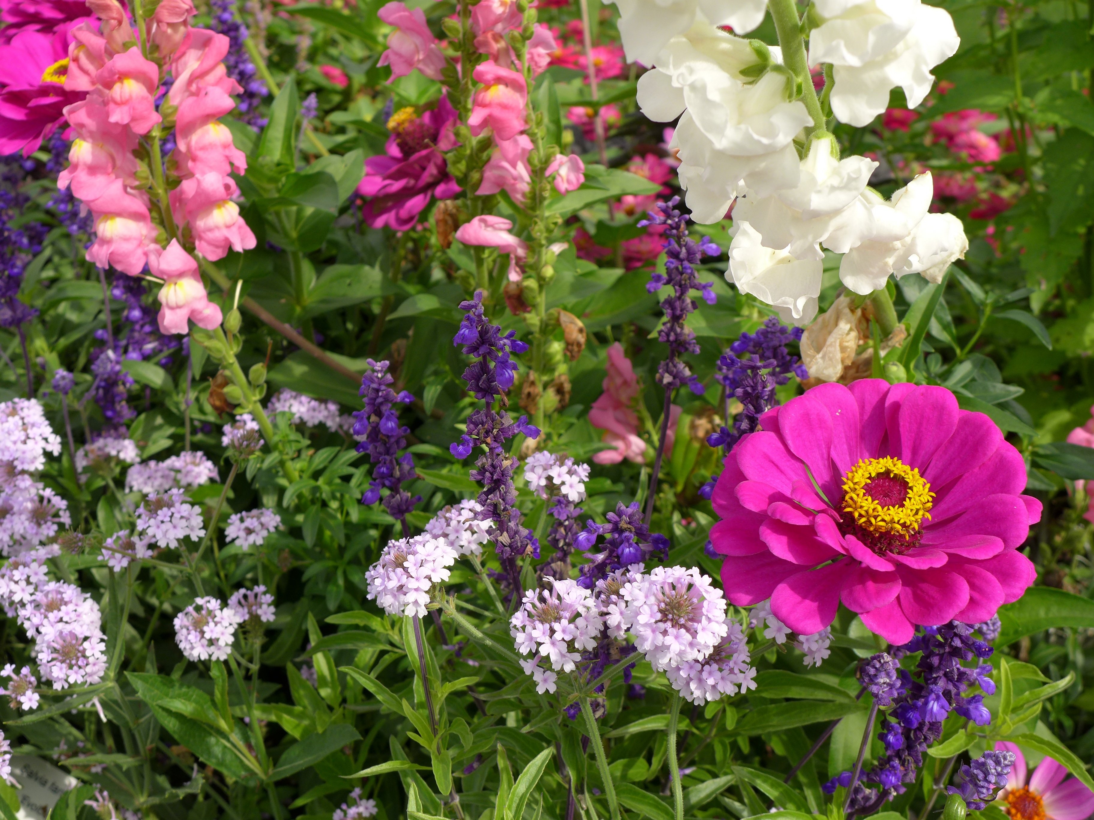 Распространенные садовые цветы фото и названия