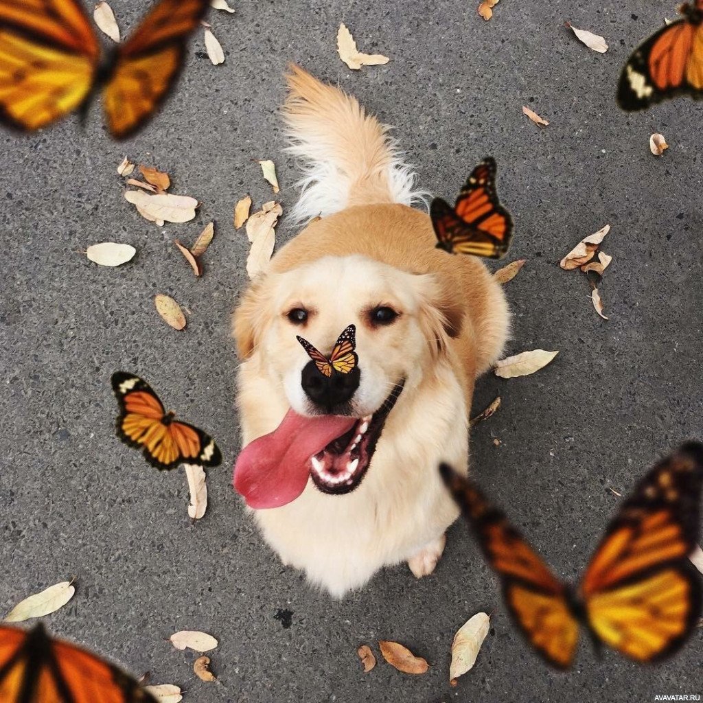 Добрые картинки на телефон. Красивые собаки. Собака бабочка. Позитивные собаки. Вдохновение собака.