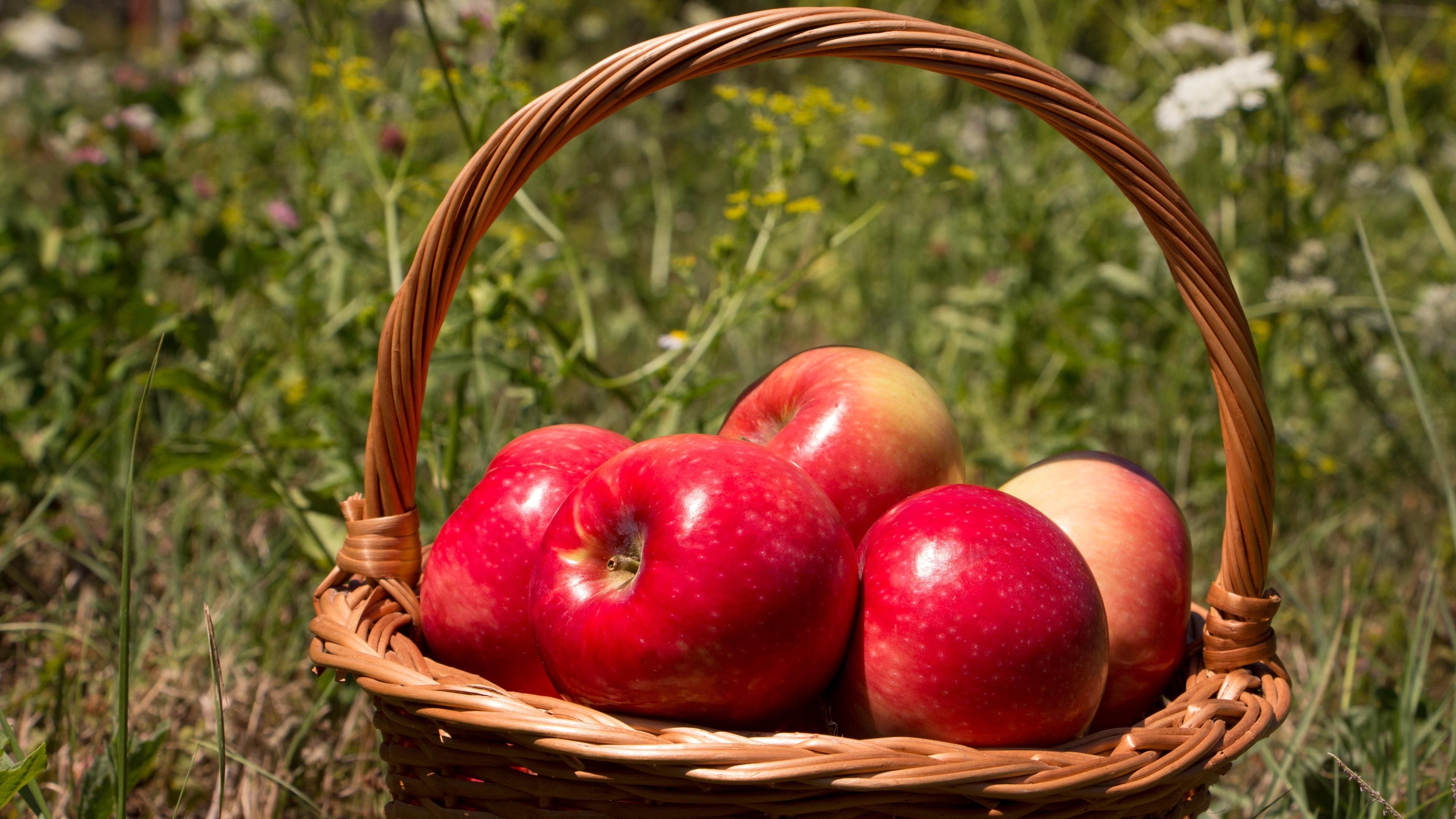 Яблоки яблочный спас. Яблочный спас. Яблоки майские. Урожай яблок. Сорт яблок яблочный спас.