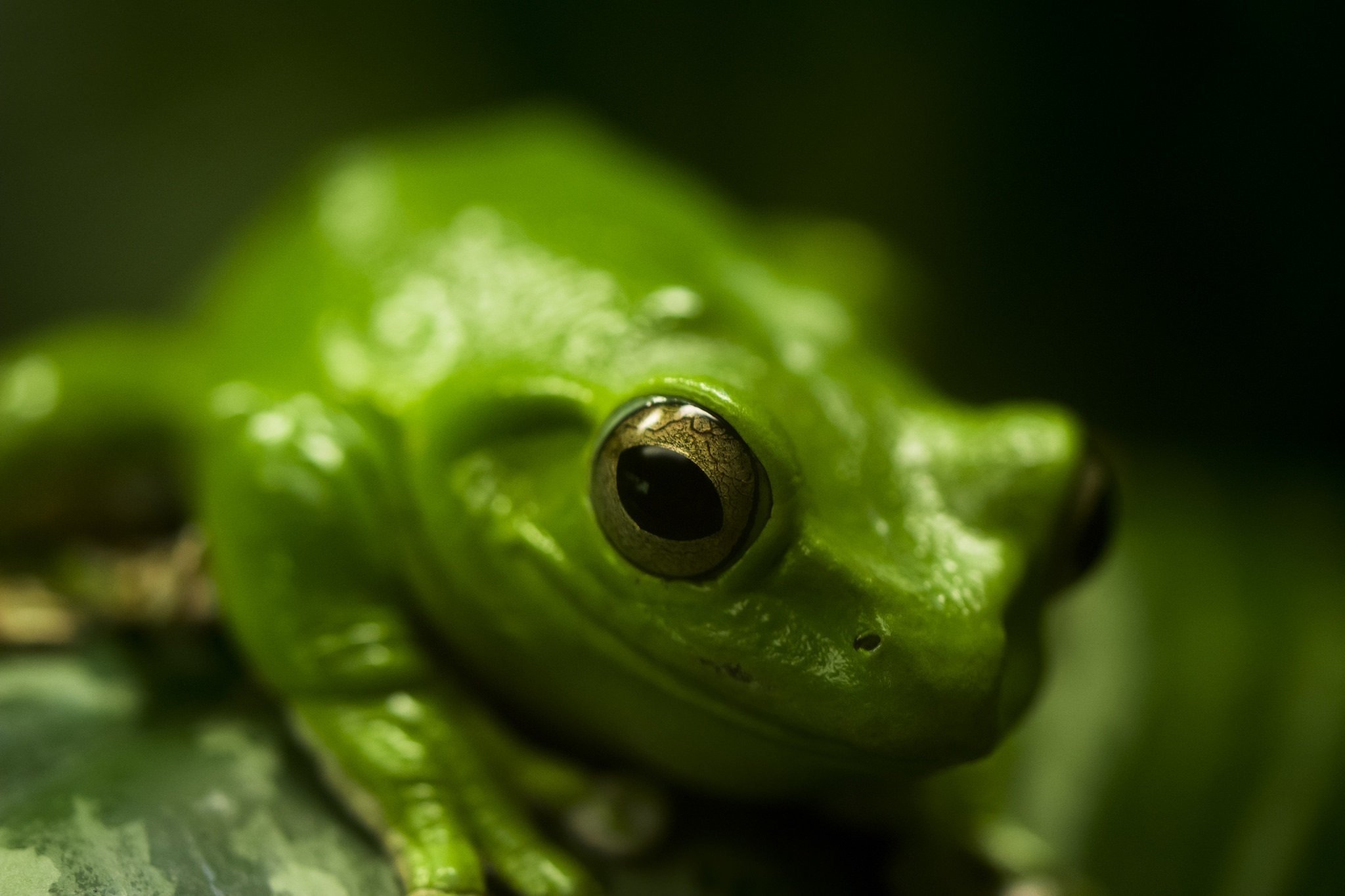Зелёная лягушка с красными глазами