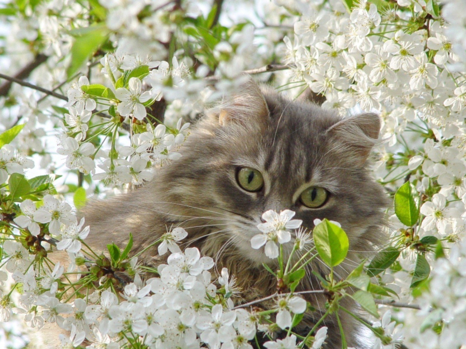 Весенний кот