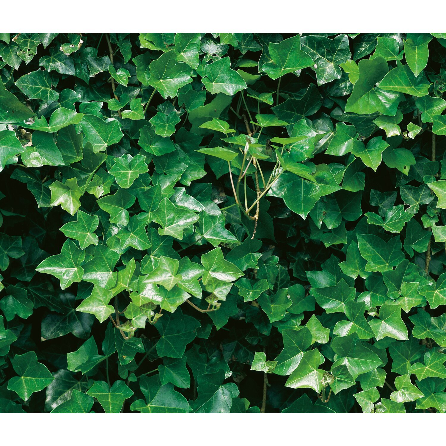 Плющ садовый вечнозеленый морозостойкий фото