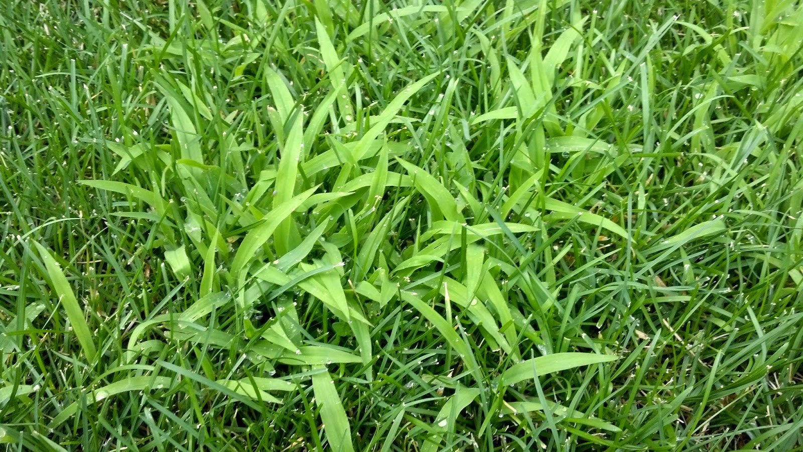 Как выглядит сорняк. Пырей ползучий газон. Трава росичка сорная. Сорняк пырей на газоне. Пырей осот.