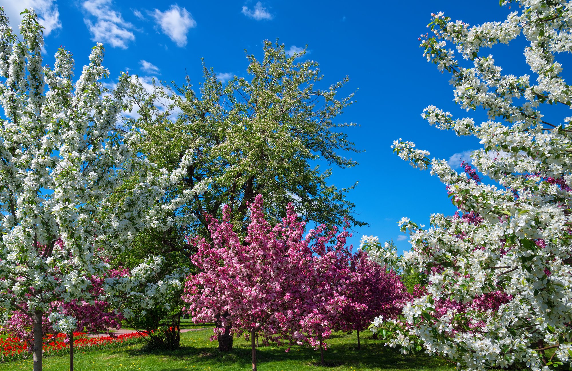 Цветущие деревья в москве весной фото с названиями
