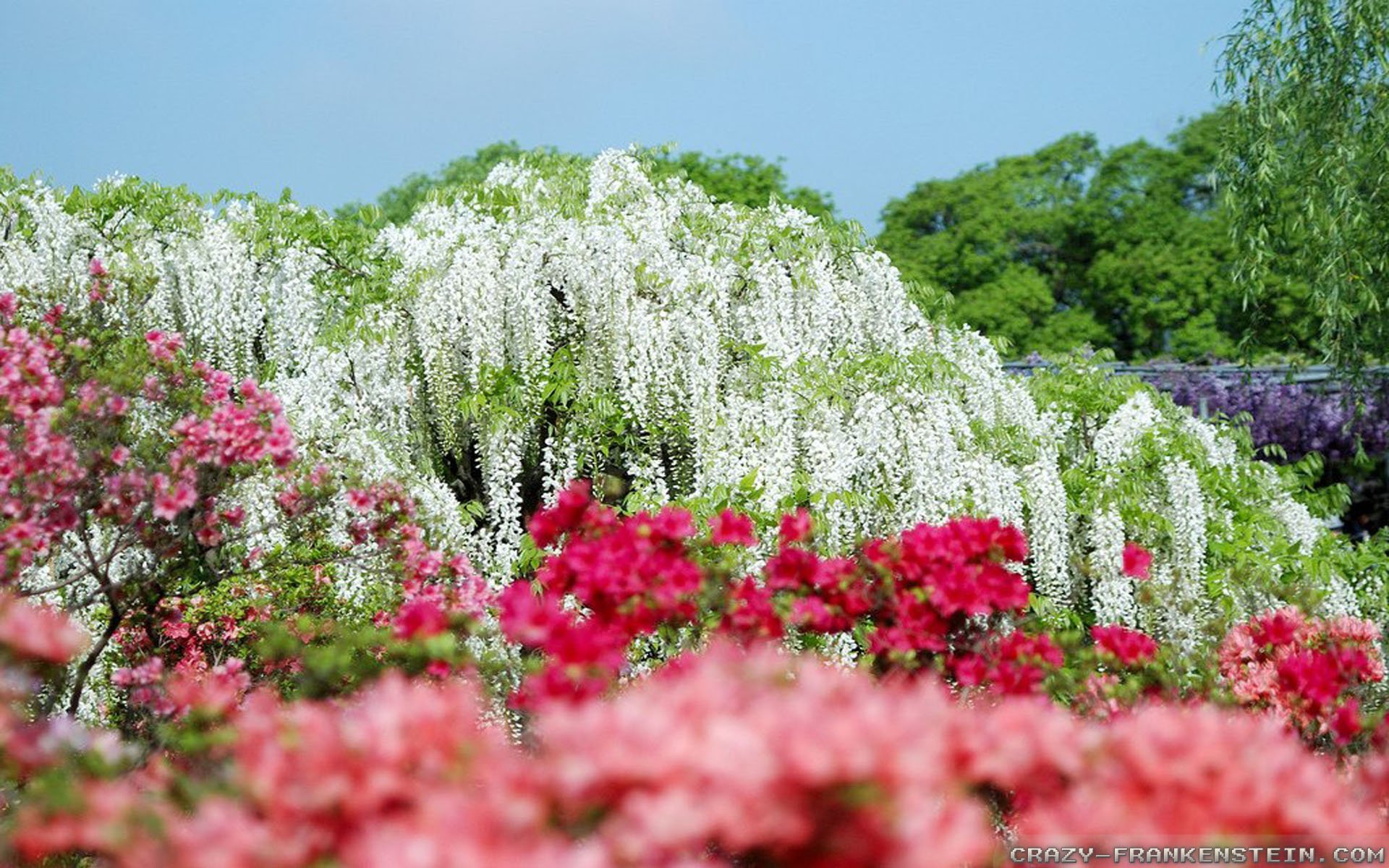 Цветет краса. Парк цветов Асикага в Японии. Глициния Асикага. Японский сад цветов Кавати Фудзи. Цветочный парк в Асикаге.