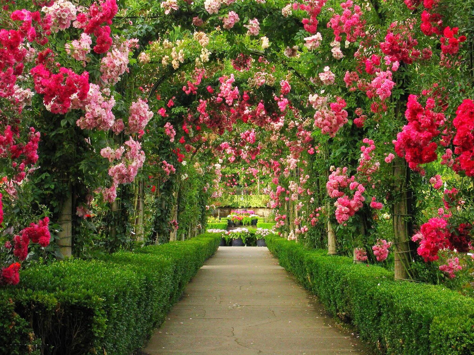 красивые фото цветущих садов