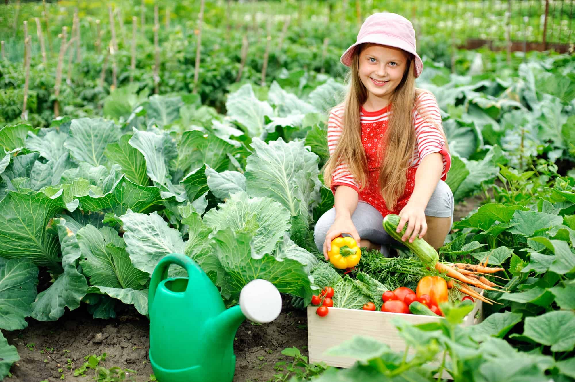 Есть и овощ в огороде. Овощи на огороде. Урожай на грядке. Огород урожай. Грядка для детей.