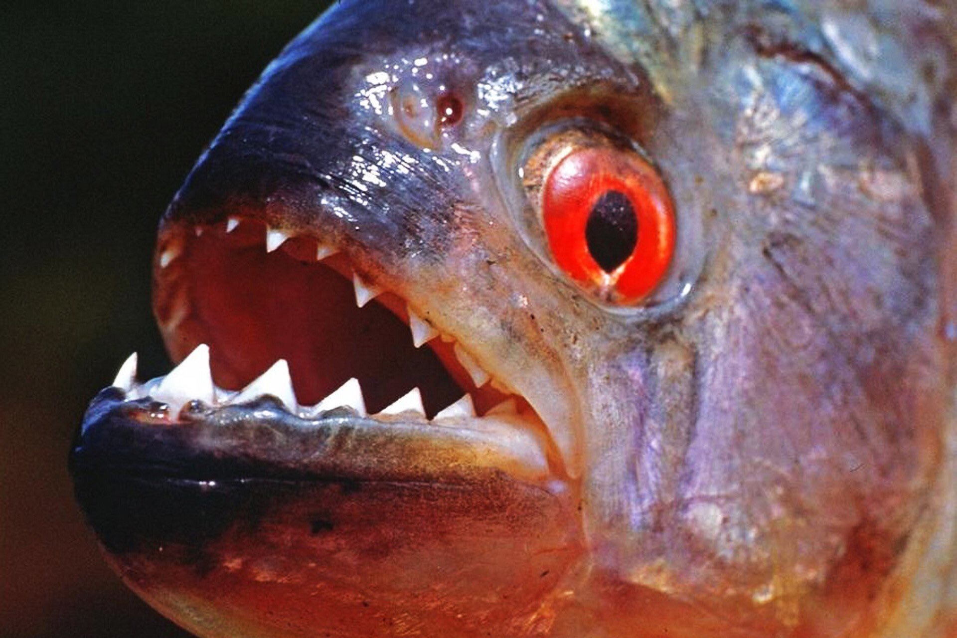 Самые страшные рыбы в мире фото и названия