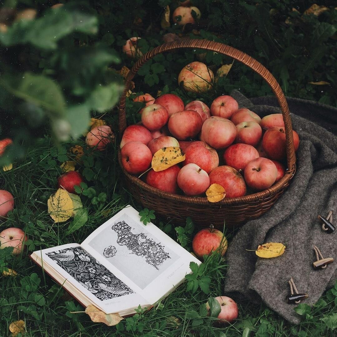 Осенний сад яблоки. МАБОН Эстетика. Осень яблоки. Яблоки Эстетика. Яблочный сад Эстетика.