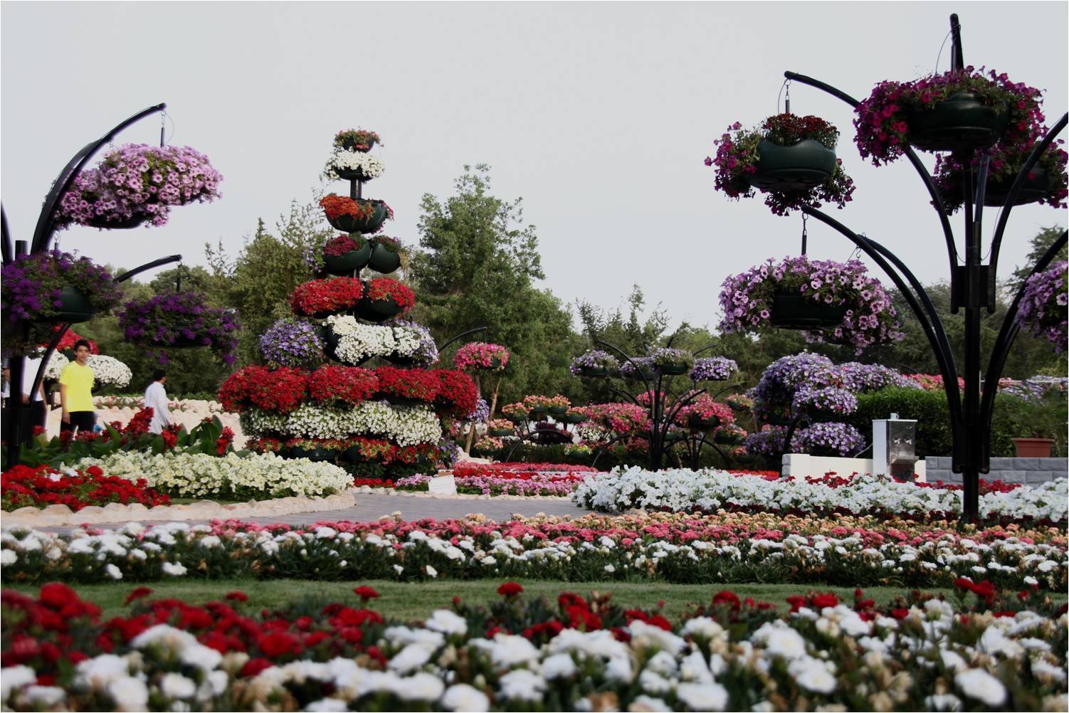 Flowers paradise. Парк цветов в Аль-Айне (г. Аль-Айн). Al Ain Paradise парк. Флауэрс Гарден парк Дубай. Парк цветов Райский сад в городе Аль-Айн.