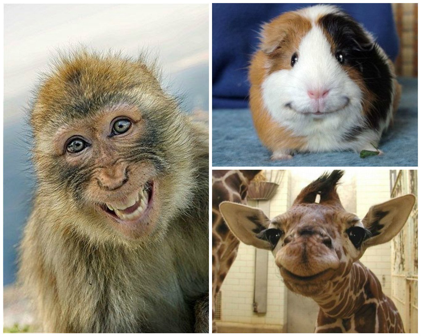 Про улыбающихся зверят. Улыбающиеся животные. Эмоции животных. Эмоции животных радость. Эмоции животных улыбающиеся.