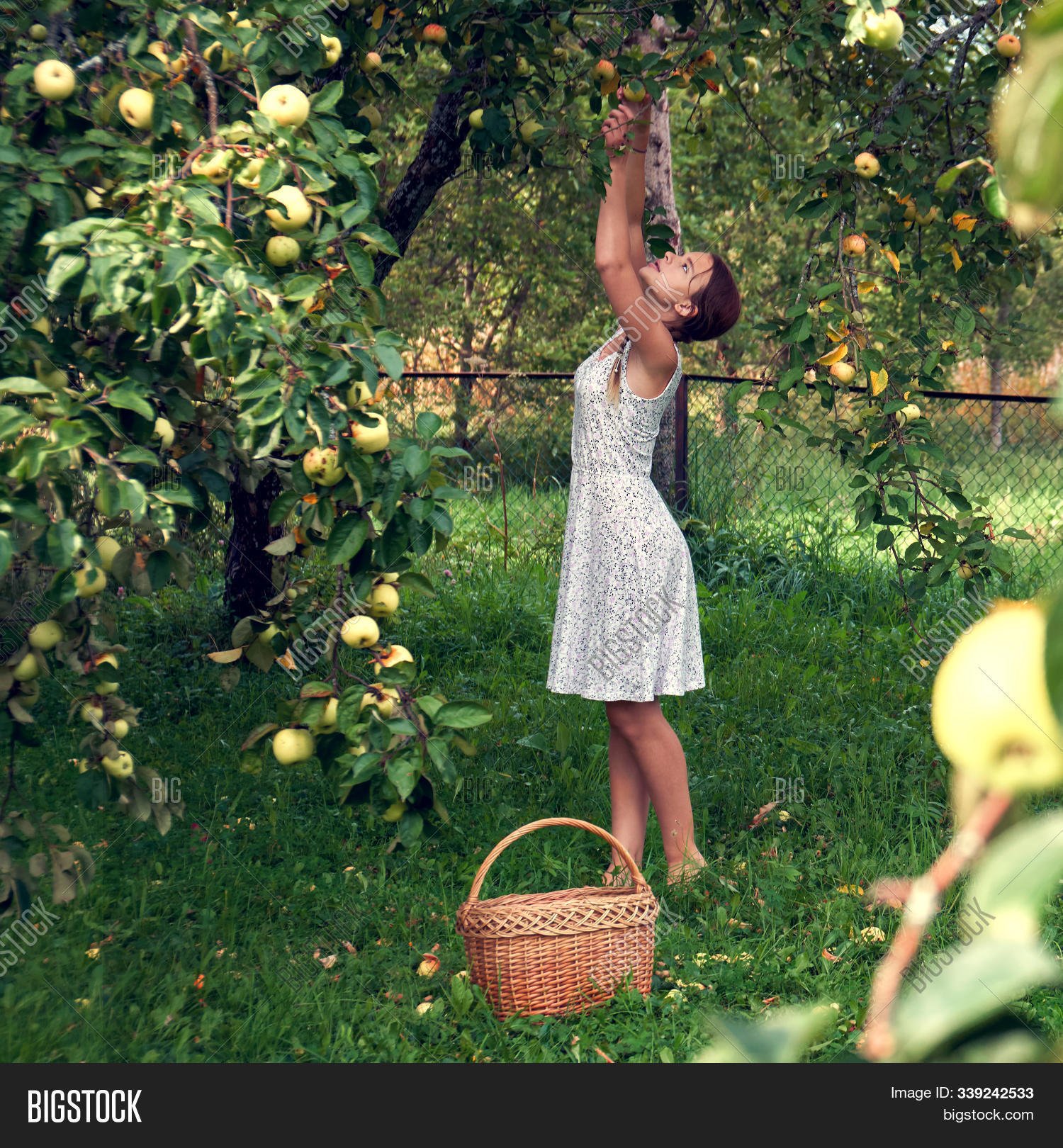 С яблони сорвать яблоко. Фотосессия с яблоками в саду. Девочка собирает яблоки. Женщина в яблоневом саду собирает яблоки. Срывает яблоко.