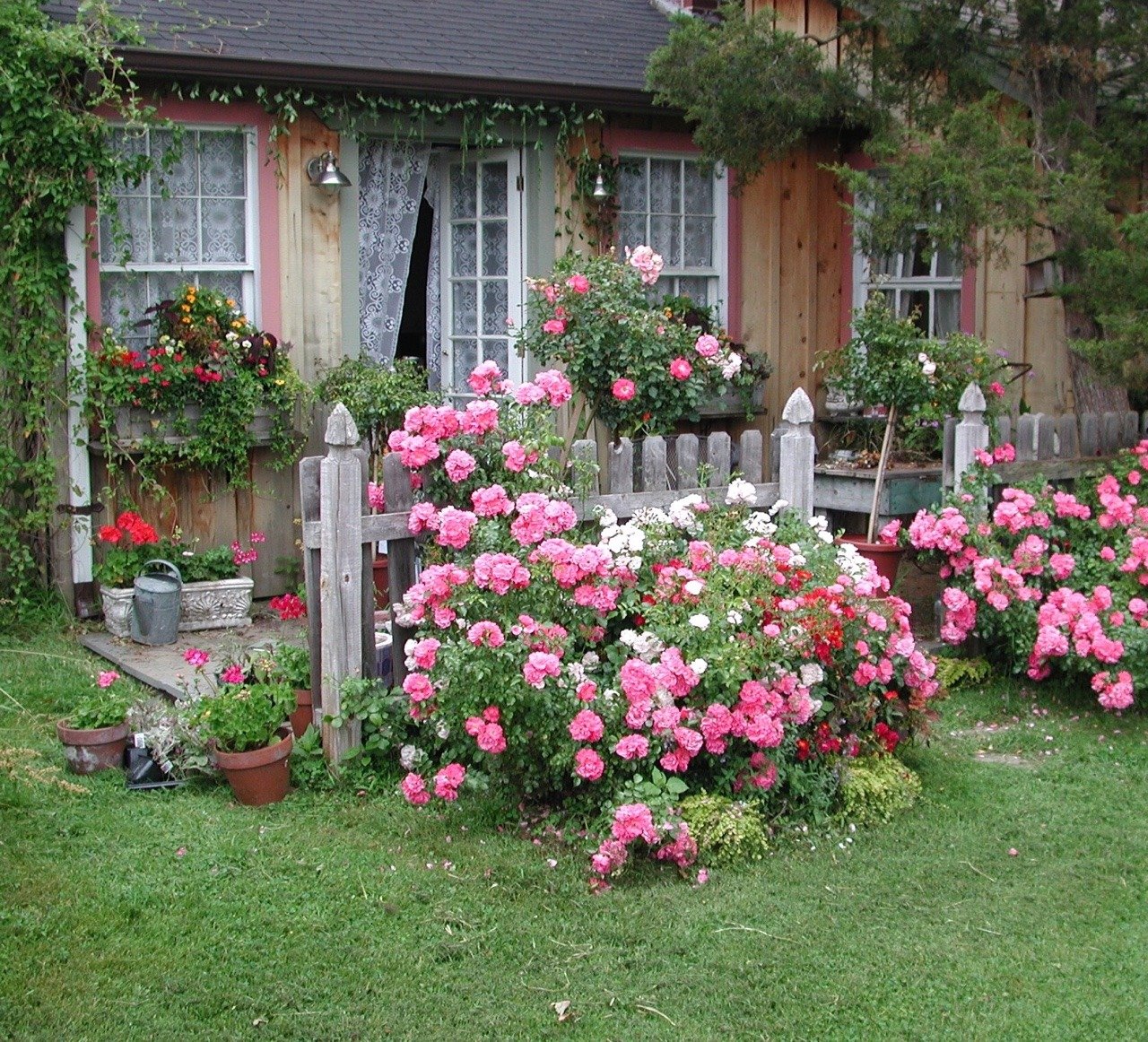 Парковые розы в ландшафтном дизайне фото на даче