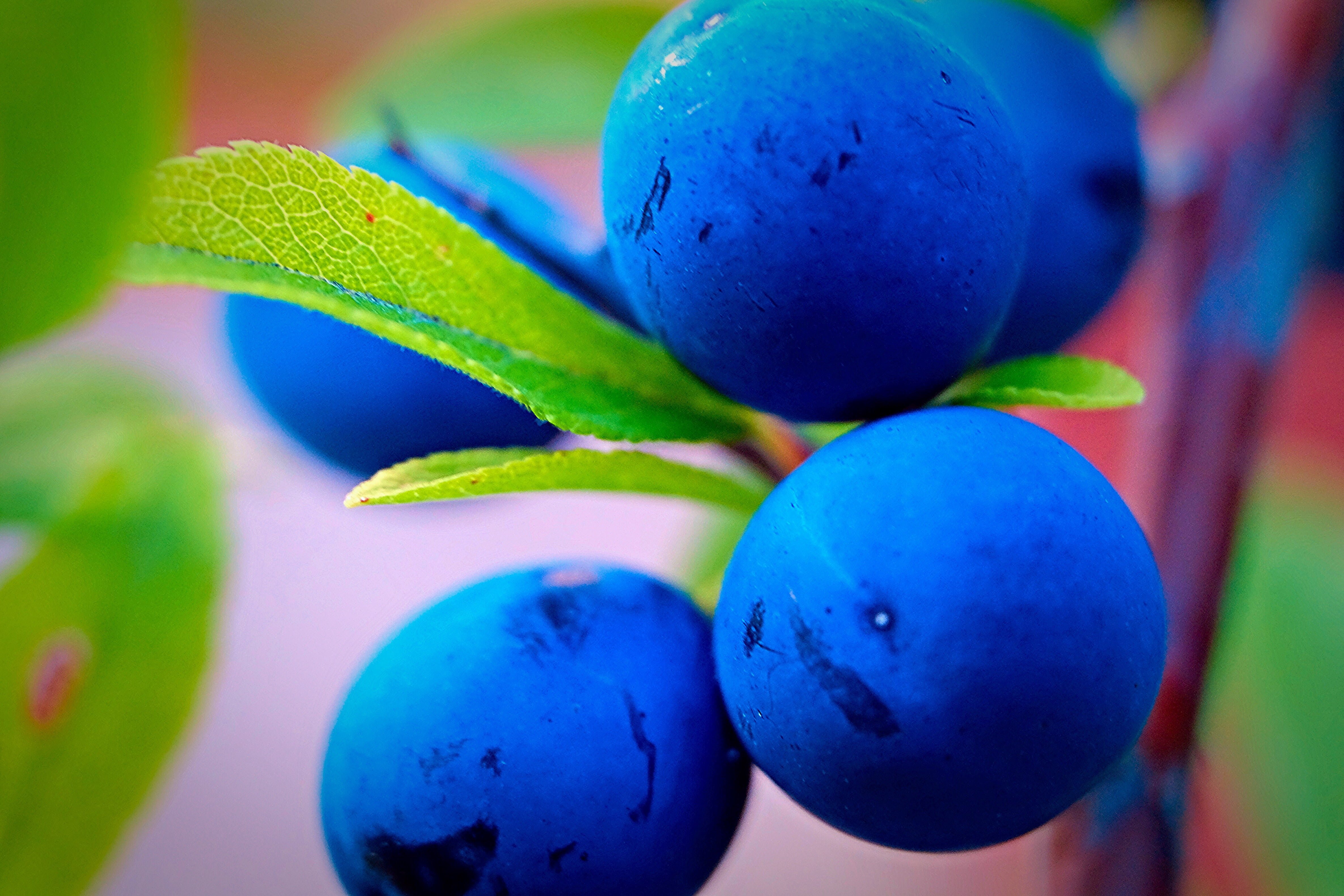 Терн и алыча гибрид. Голубые ягоды. Ягоды синего цвета. Темно синяя ягода. Плоды голубого цвета.