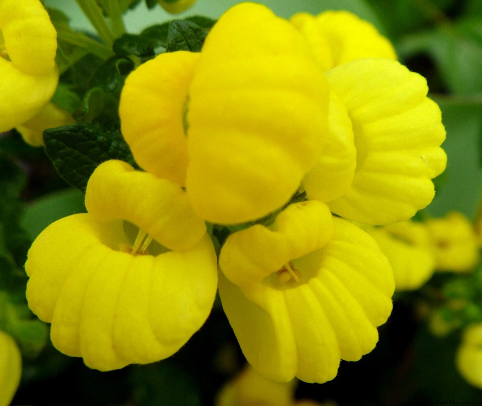 Жёлтый цветок. Желтые садовые цветы. Желтые цветочки садовые. Желтые многолетние цветы.