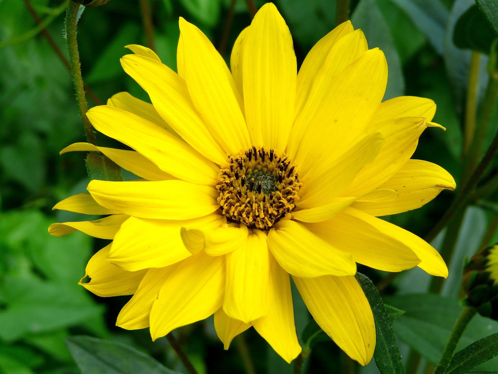 Названия желтых садовых цветов. Желтая Арника. Витекс желтый цветок. Арника растение. Арника Горная.