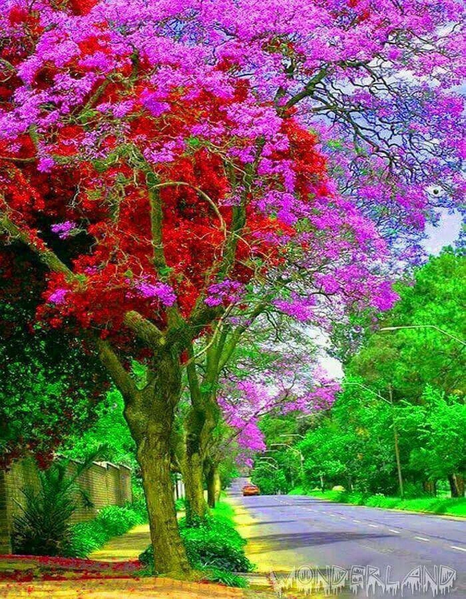 Очень красиво цветет. Сад Кавати Фудзи Япония. Сакура Делоникс. Красивое дерево. Цветочное дерево.