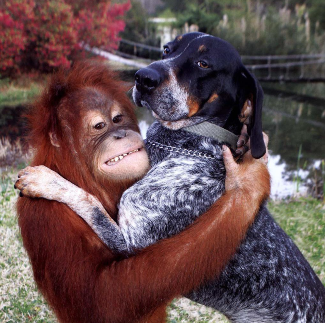 Добрейшее смешное видео. Орангутан Сурия и собака Роско. Дружба животных. Обезьяна и собака. Обезьяны с другими животными.
