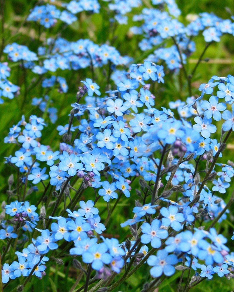 синие маленькие цветы названия и фото