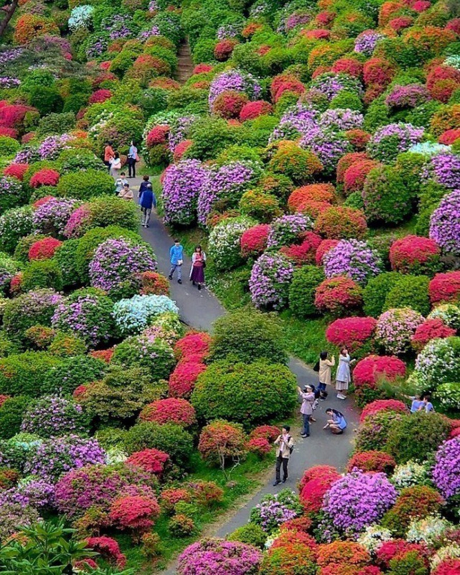 Цветущие парки