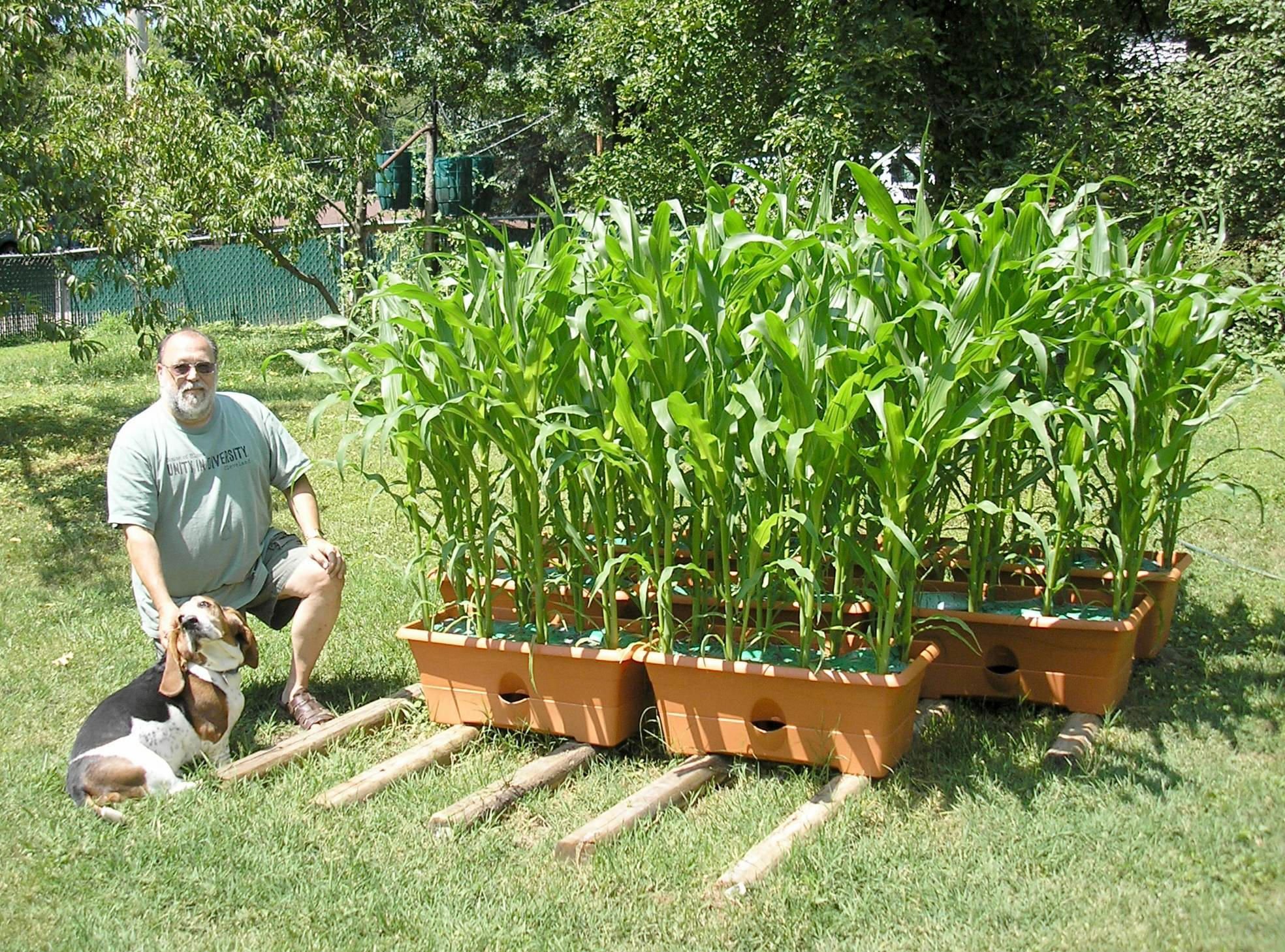 Как посадить кукурузу в огороде. Кукуруза в огороде. Кукуруза на дачном участке. Посадка кукурузы на даче. Красивая грядка с кукурузой.