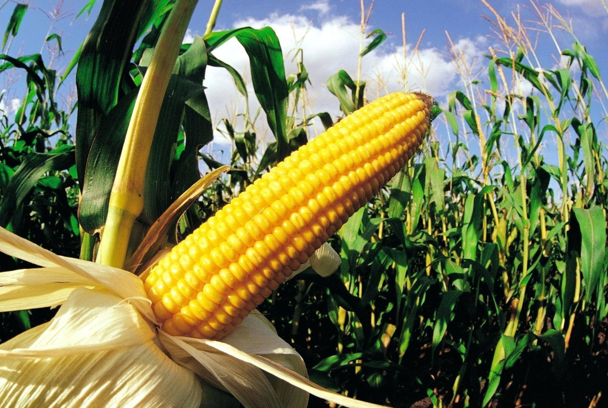Фото кукурузы. Кукуруза Жаклин Лимагрейн. Мас 15 т кукуруза ФАО. Кукуруза сахарная растение. Кукуруза это зерновая культура.