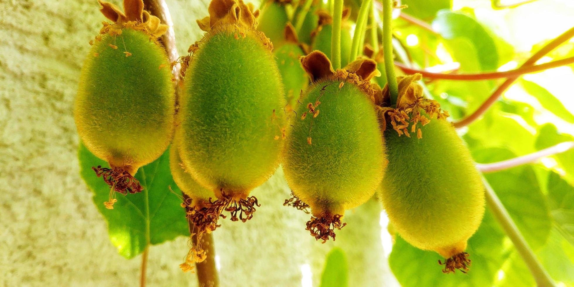 Киви плод тропического растения